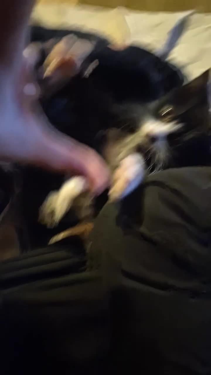 Domestic Shorthair cats for sale: Little chonk  - Video 1