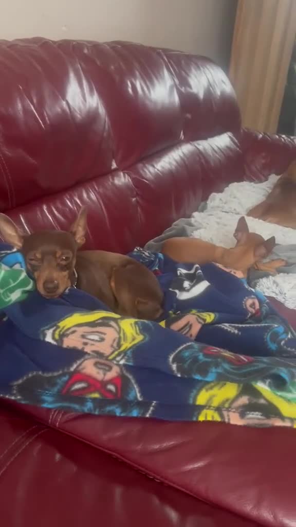 Miniature Pinscher dogs for sale: .🐾 Beautiful Miniature Pinscher Boy 🏡❤️ - Video 1