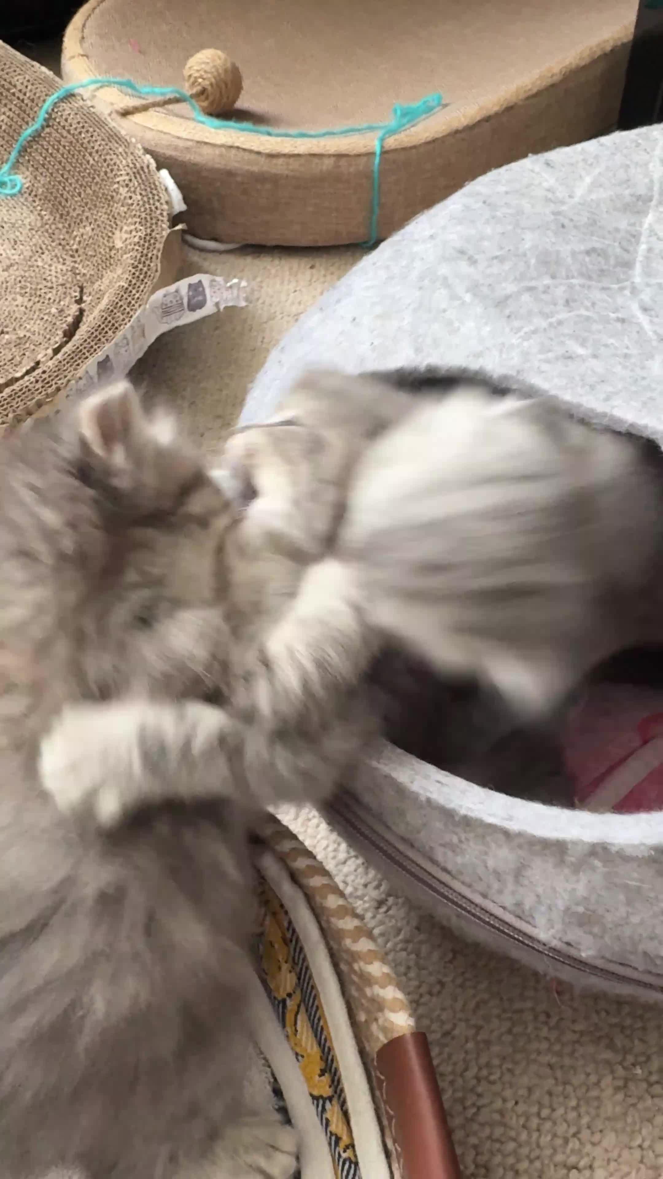 Ragdoll cats for sale: Long haired Lynx Grey Ragdoll/Persian Kittens - Video 1