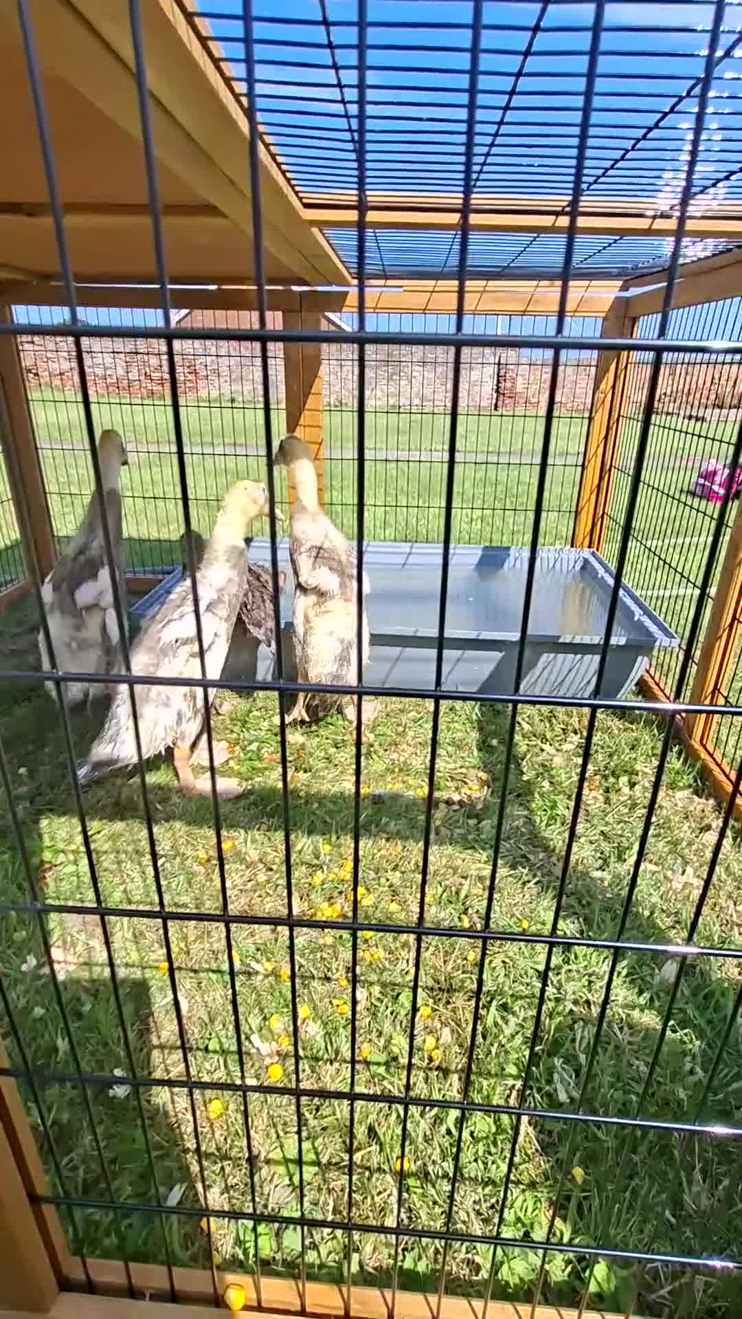 Ducks poultry for sale: 6 Week Old Indian Runner Ducks  in Withernsea - Video 1