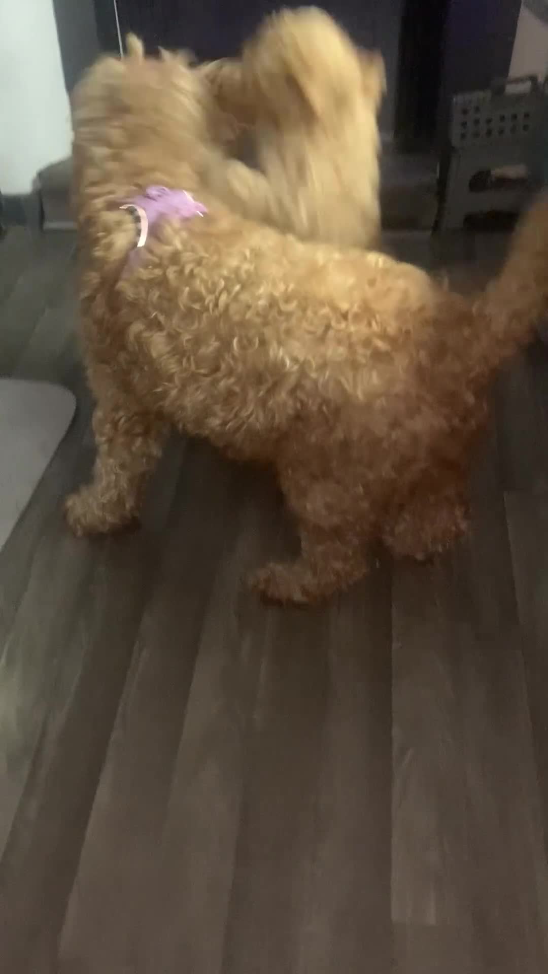Double Doodle dogs for sale: Labradoodle  - Video 1