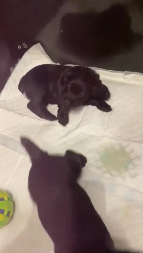 Cocker Spaniel dogs for sale: Working Cocker spaniel puppies KC registered  - Video 1