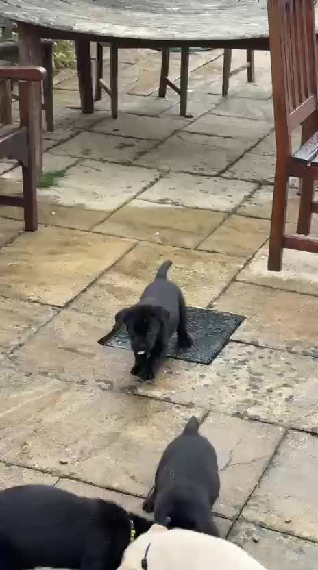 Labrador Retriever dogs for sale: Gorgeous Labrador Puppies - only 5 remaining!! - Video 1