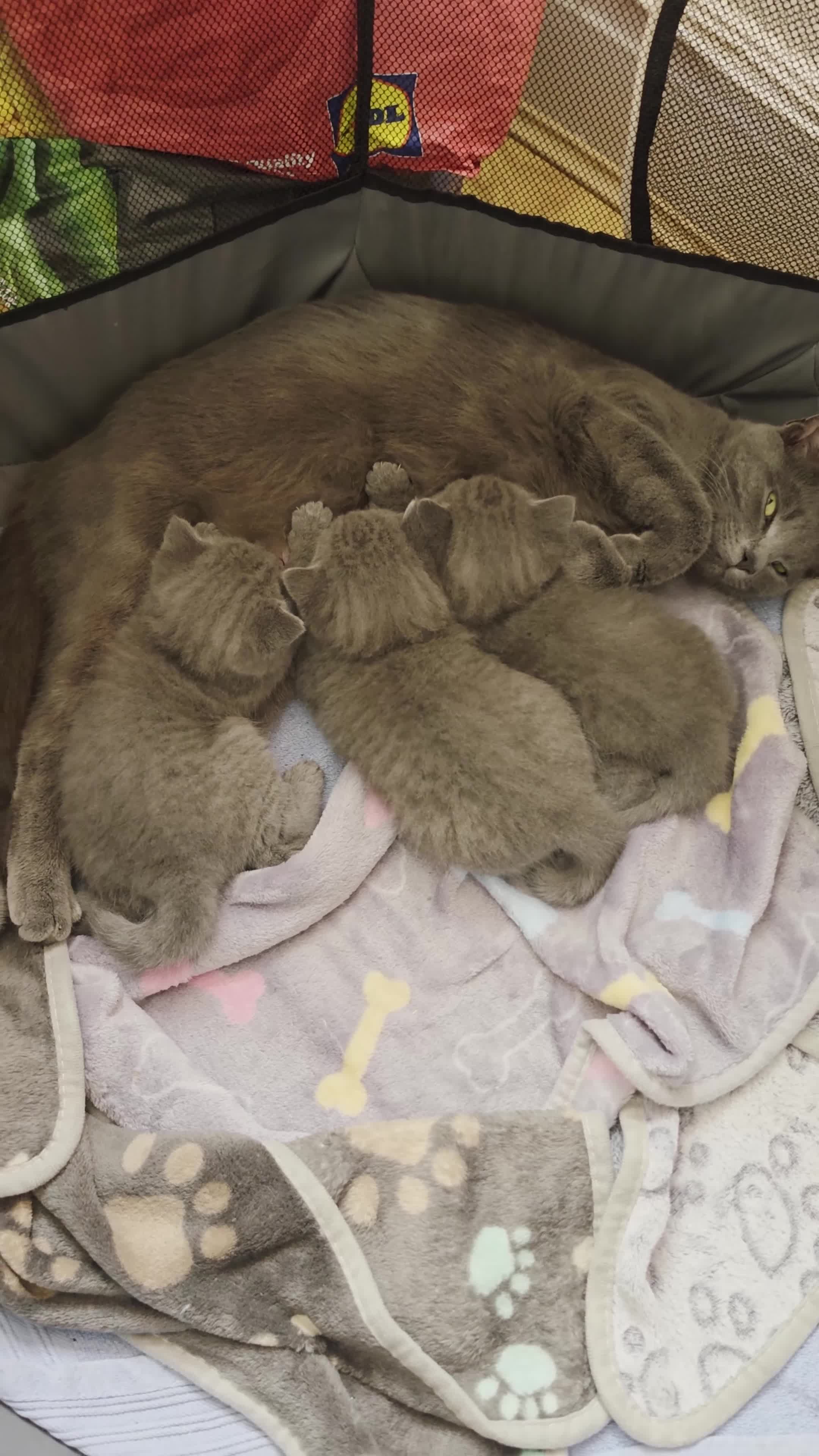 Mixed Breed cats for sale:  Russian Blue x British Shorthair Mix Kittens  in Harrow - Video 3