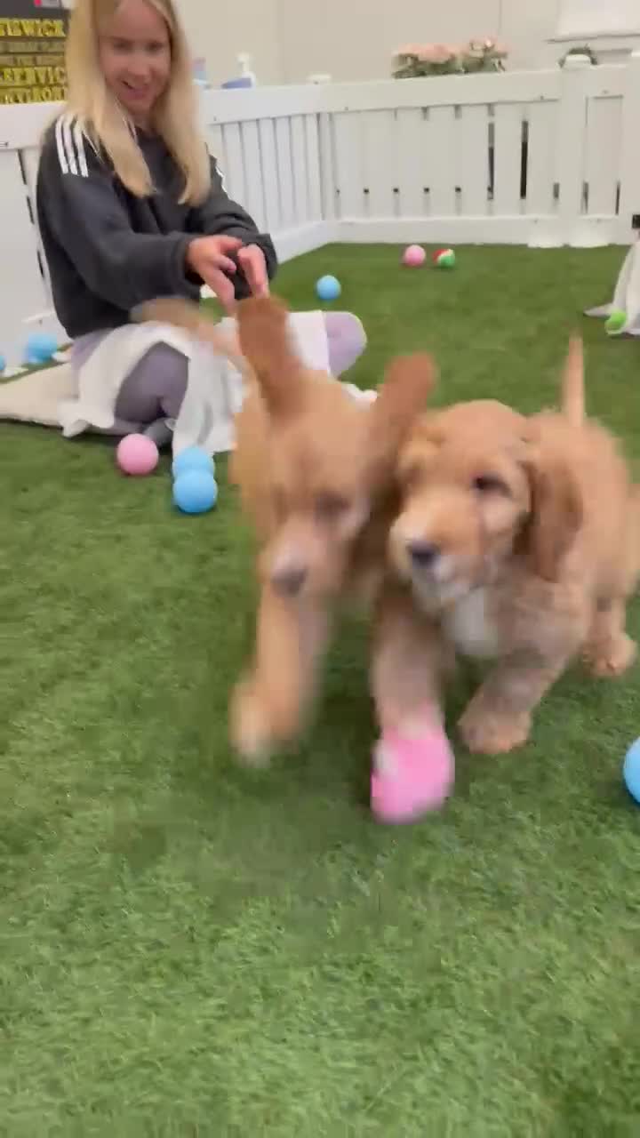 Irish Doodle dogs for sale: Toy Irish Doodle Puppies,1st vac and ready to go!  - Video 2