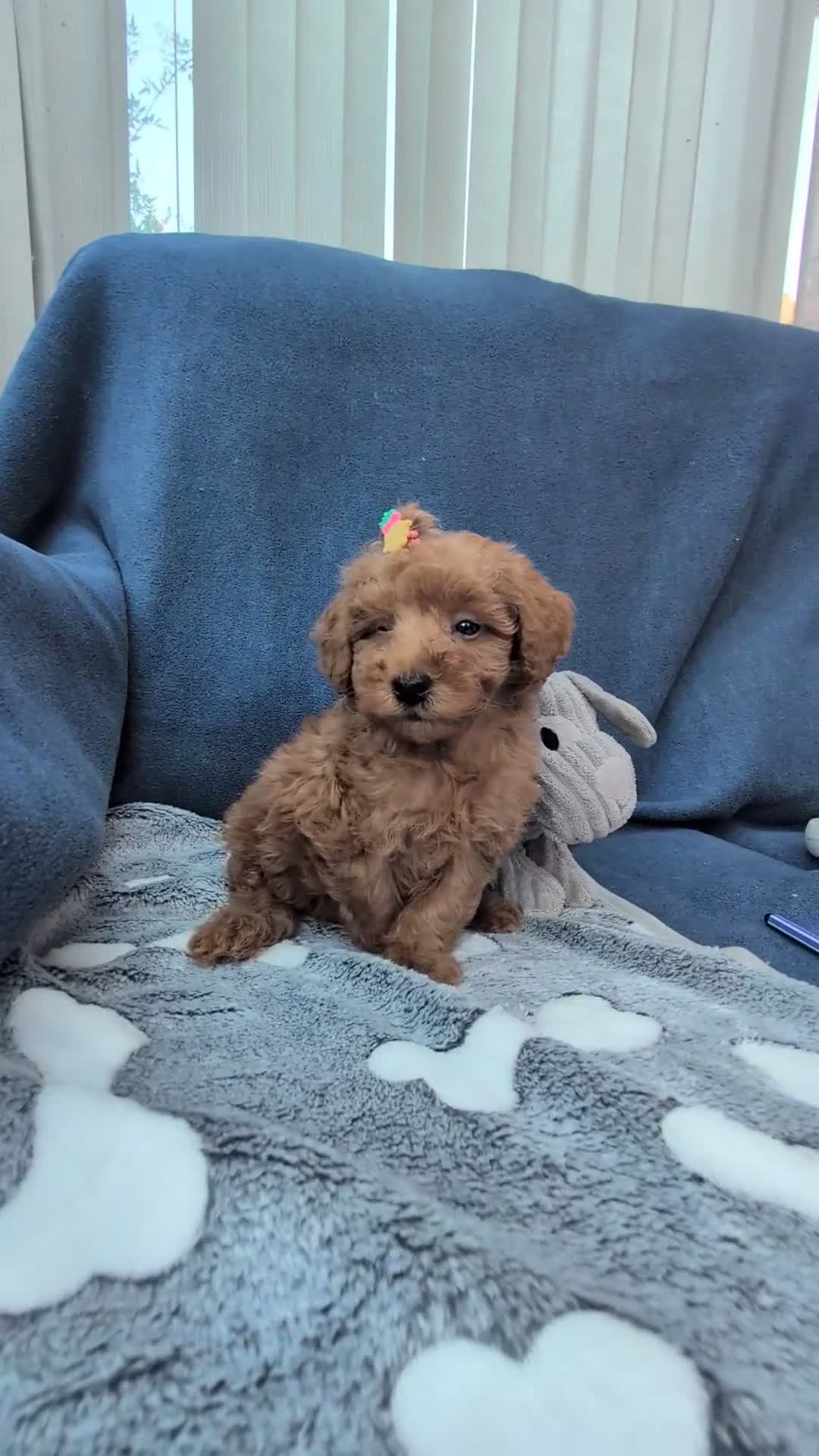 Maltipoo dogs for sale: Tiny Toy Red Maltipoo Puppies  - Video 1