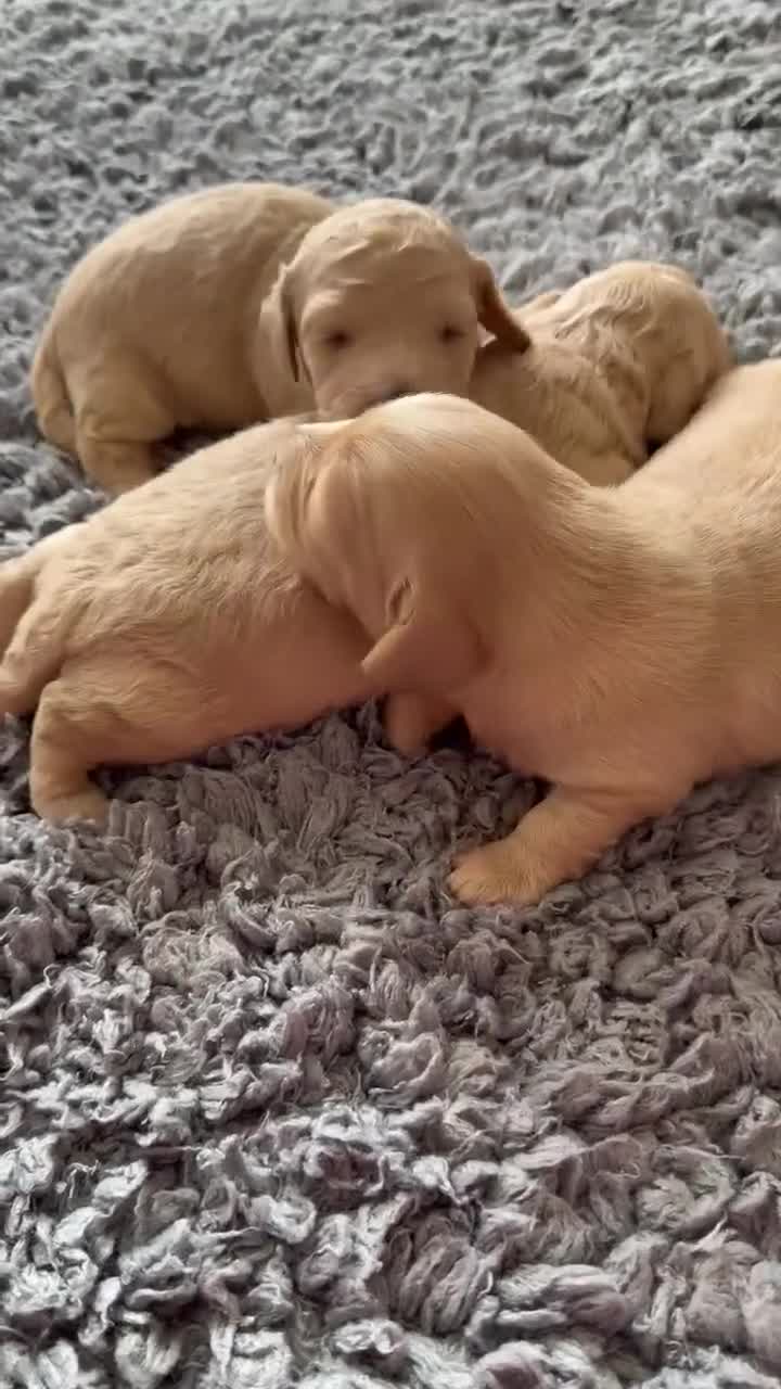 Miniature Dachshund dogs for sale:  long haired cream miniature dachshund puppies  - Video 2