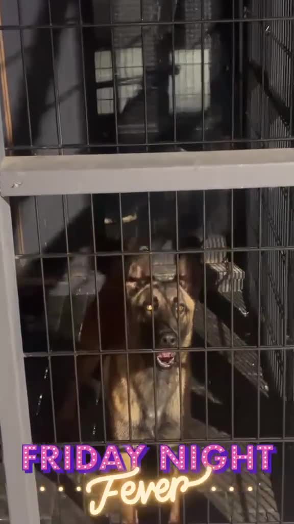 Belgian Shepherd Dog dogs for sale: Belgian malinios  in Birmingham - Video 3