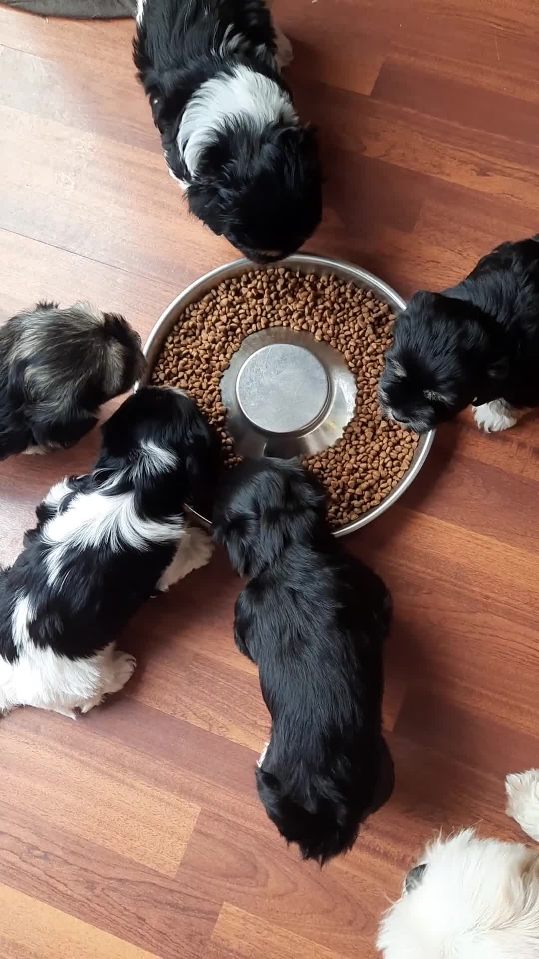 Lhasa Apso dogs for sale: Rare 5* Kyi-Leo Puppies ready for loving homes NOW - Video 1