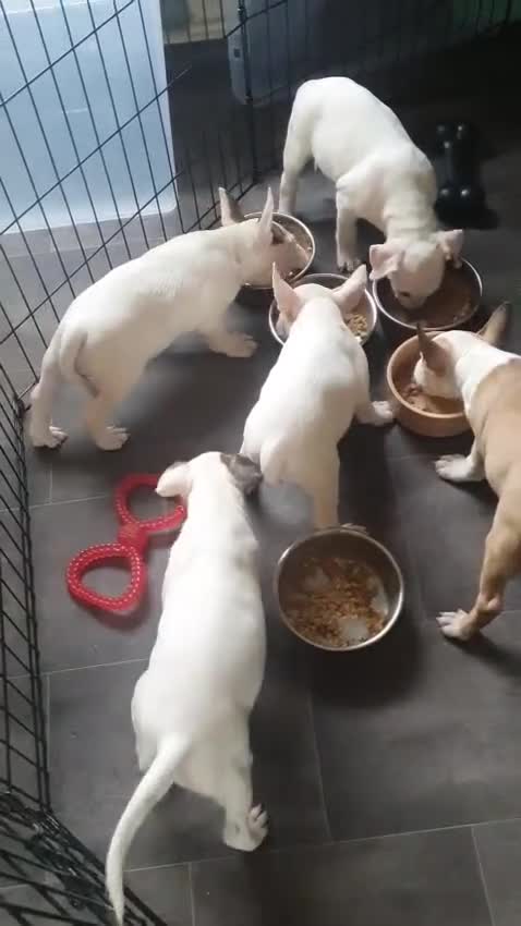 English Bull Terrier dogs for sale: English bull terrier pups for sale  - Video 1