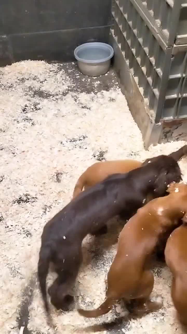 Cocker Spaniel dogs for sale: STUNNING COCKER SPANIEL PUPS  - Video 1