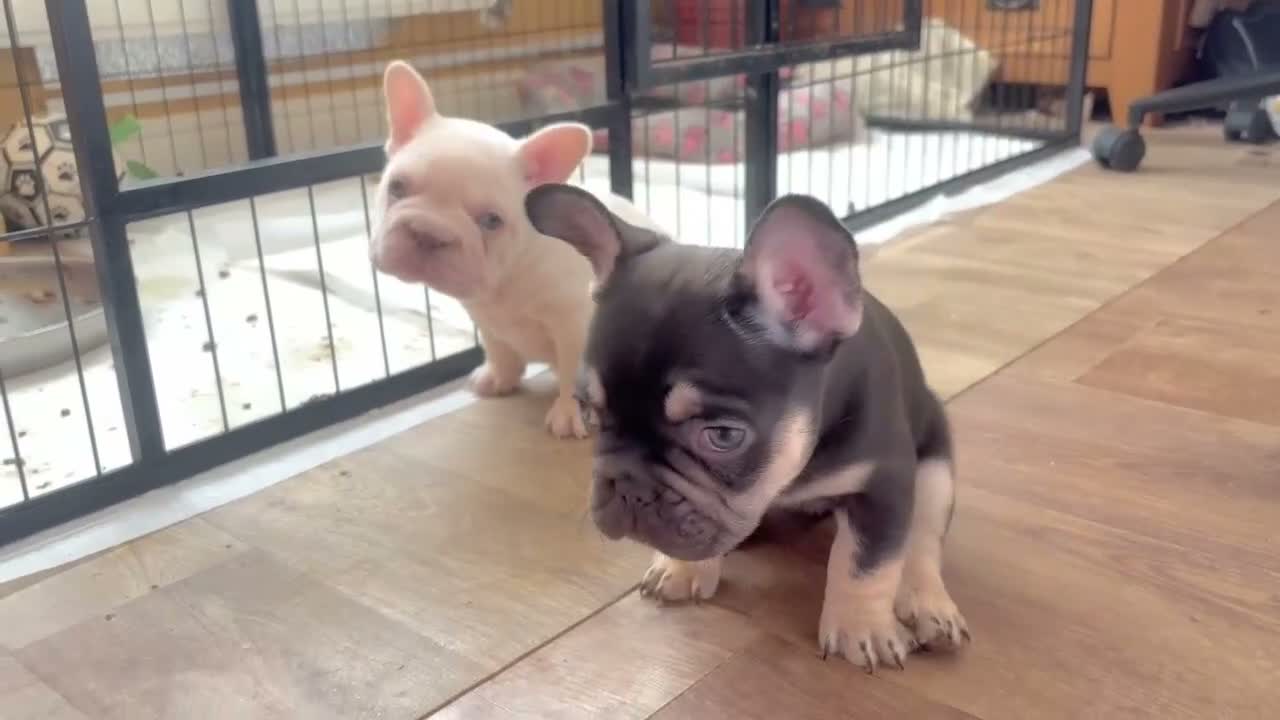 French Bulldog dogs for sale: French Bulldog Puppies  2 Boys & 1 Girl - Video 1