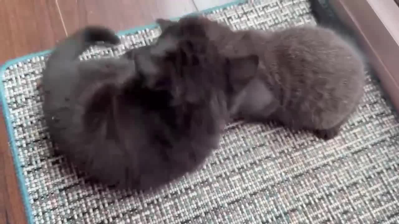 British Shorthair cats for sale: 🐾Beautiful Black British Shorthair Cross Kittens - Video 1