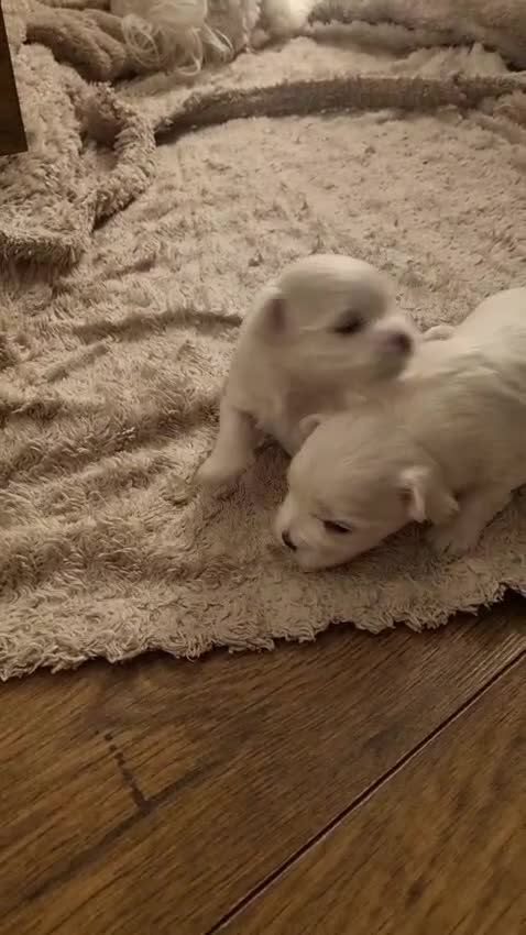 Maltese dogs for sale: Maltese Girl Ready to go  - Video 1