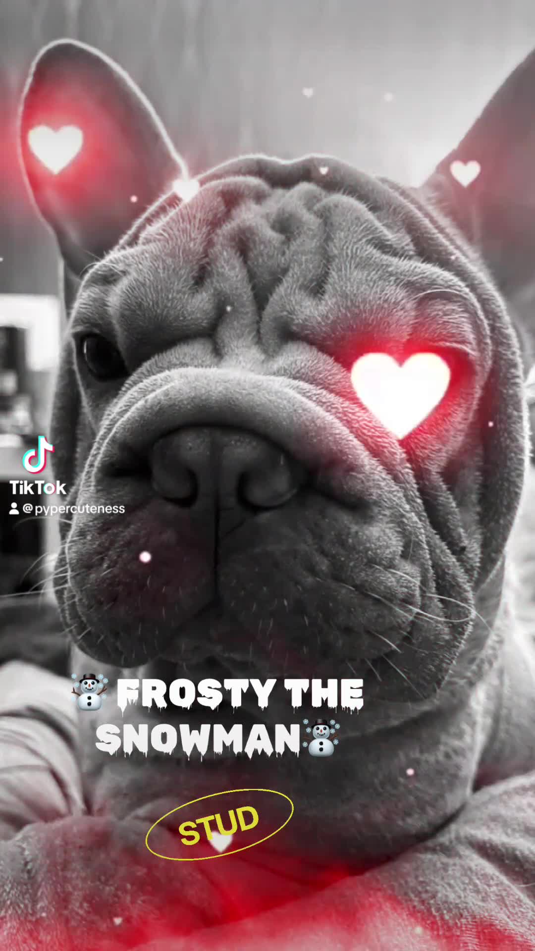 French Bulldog dogs for sale: ☃️FROSTY THE SNOWMAN☃️ - Video 5