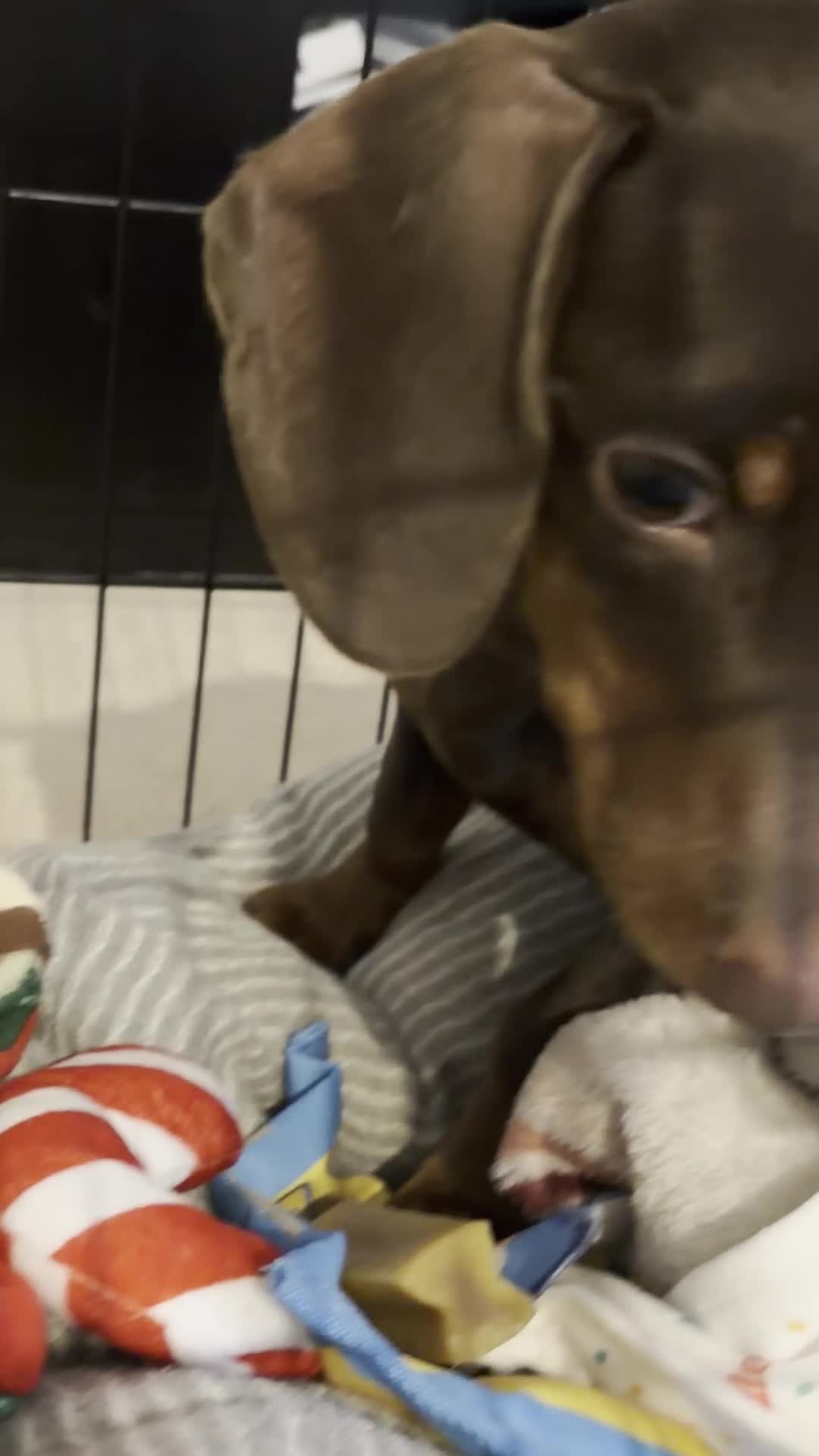 Miniature Dachshund dogs for sale: 8 Months Female Miniature Dachshund - Video 2