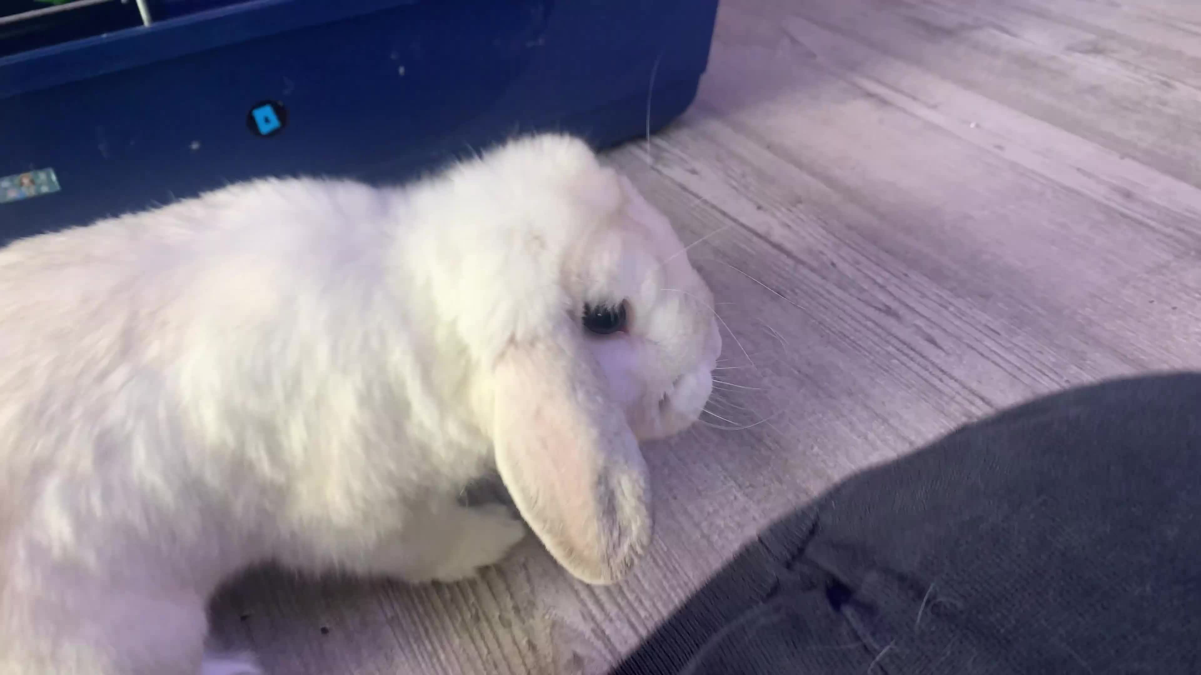 Mini Lop rabbits for sale: Mine lop - Video 1