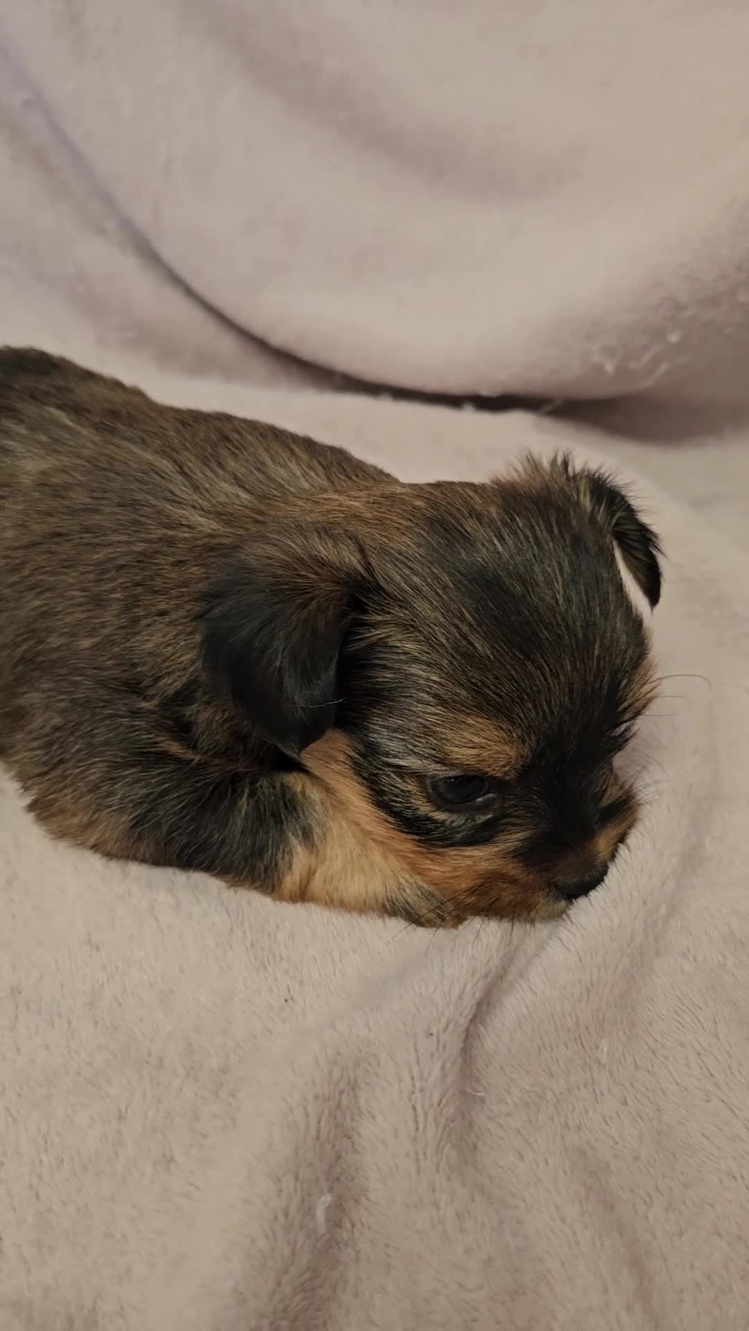 Yorkshire Terrier dogs for sale: ❤️ DNA Tested parents ❤️ Yorkie puppies  - Video 1