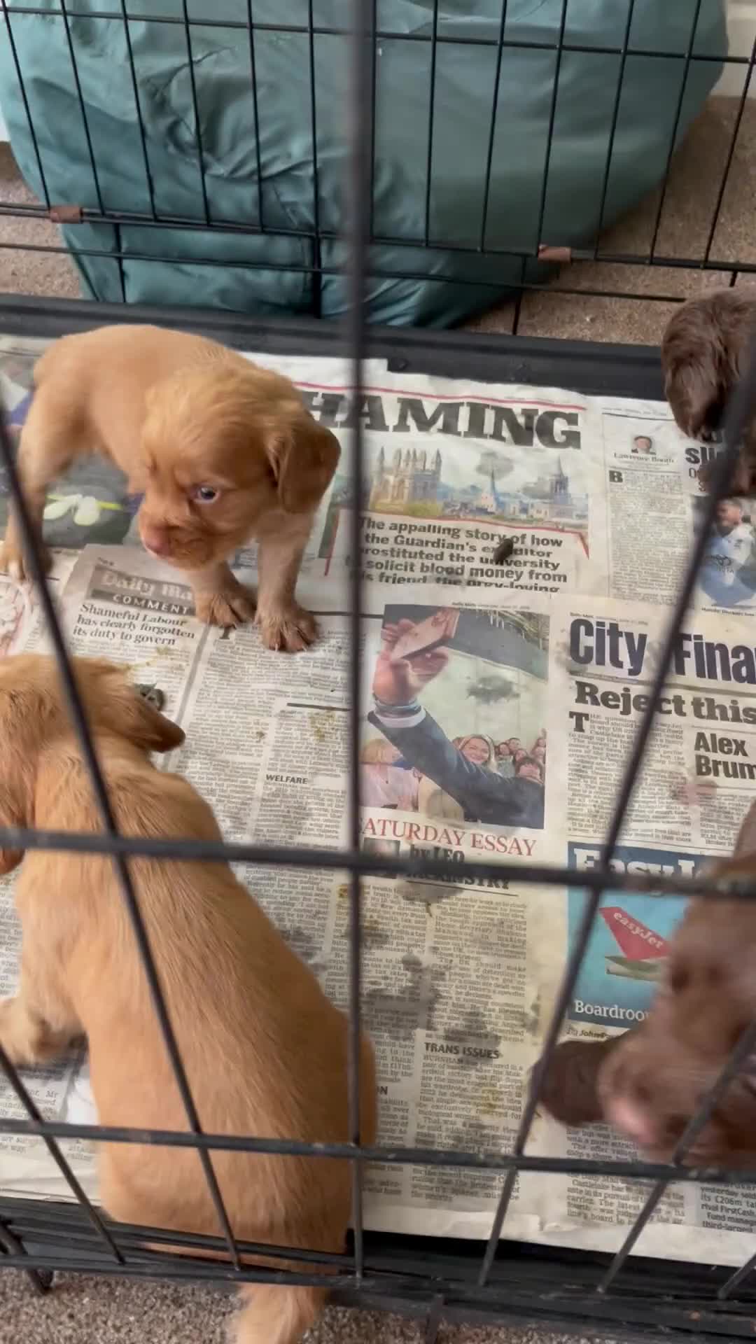 Cocker Spaniel dogs for sale: Working cocker spaniel, - Video 1