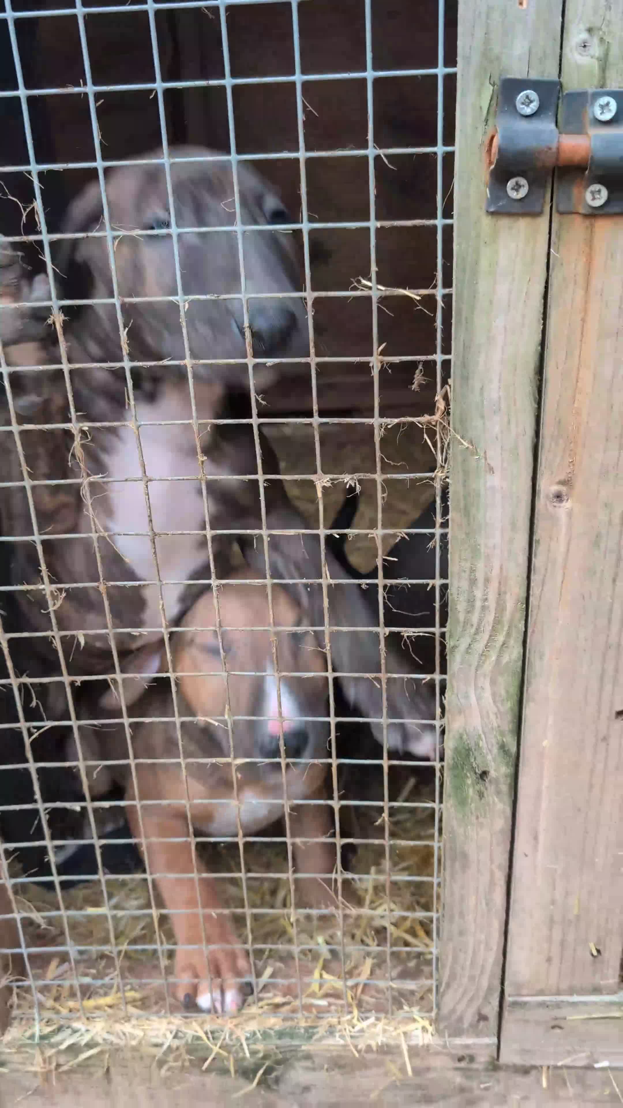 English Bull Terrier dogs for sale: Working line English bull terriers  - Video 1