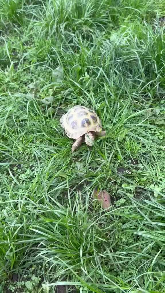 Tortoise reptiles for sale: 6 years old, male Horsefield tortoise in Chesterfield - Video 1
