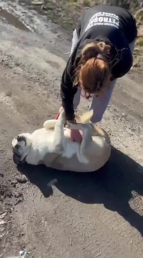 Mixed Breed dogs for adoption: 🐾💛 LISA – A Gentle Soul Saved Just in Time 💛🐾 - Video 2