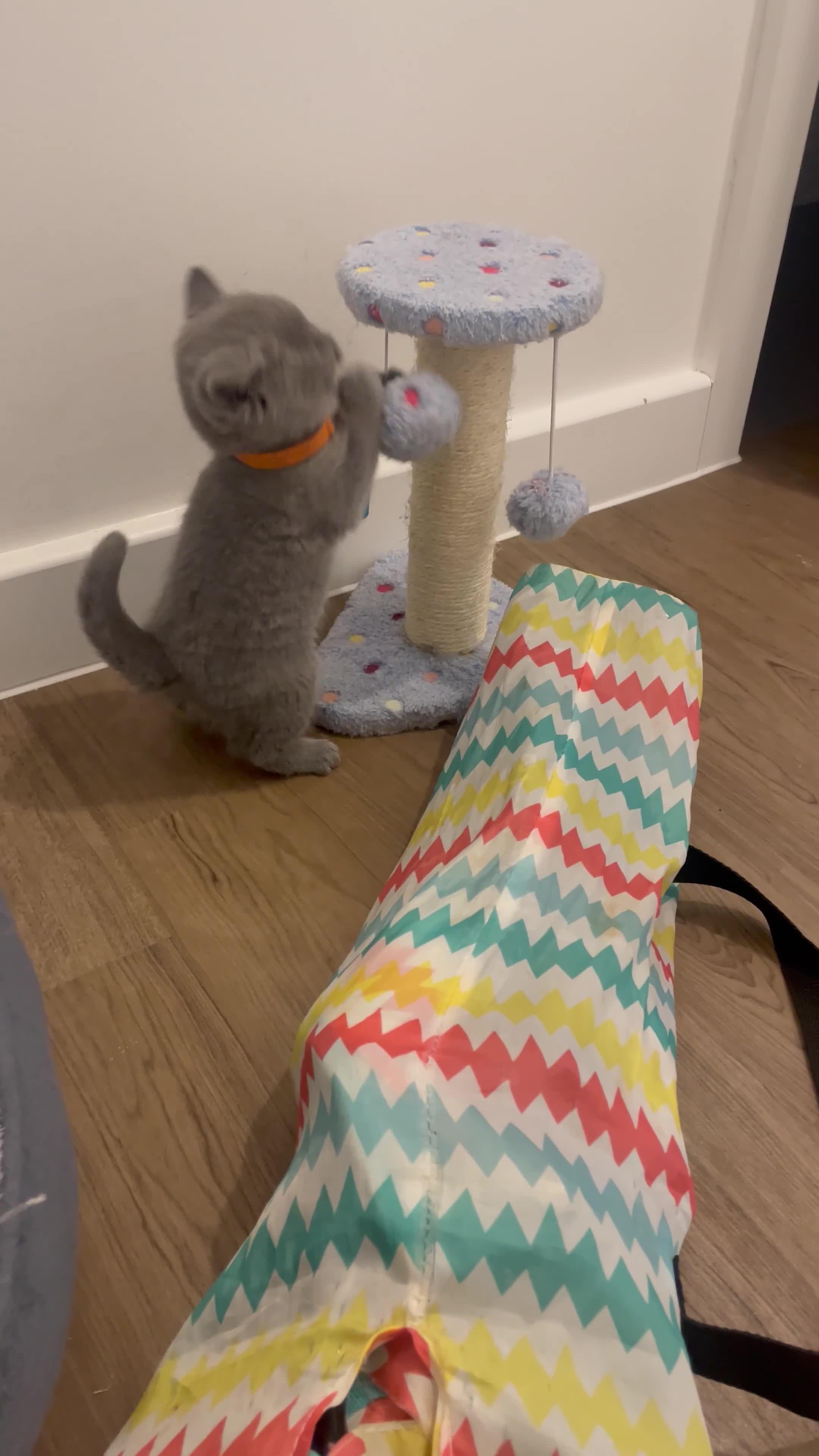 British Shorthair cats for sale: Pedigree British shorthair kittens  - Video 5