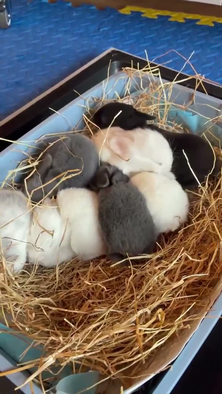 Mixed Breed rabbits for sale: Mixed bunnies  in Northampton - Video 1