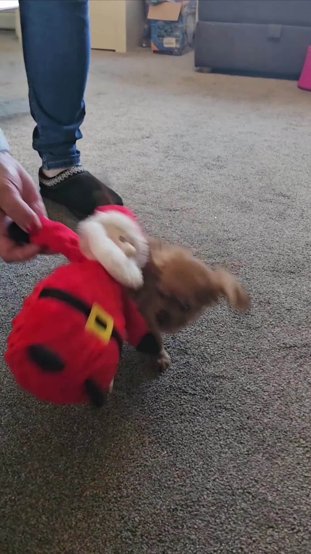 Cavalier King Charles Spaniel dogs for sale: Cavalier King Charles Spaniel Puppy  - Video 2