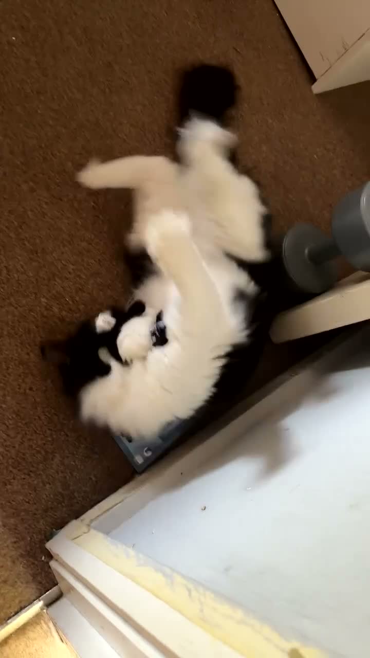 Ragdoll cats for sale: Rei Rei the Ragdoll - Video 3