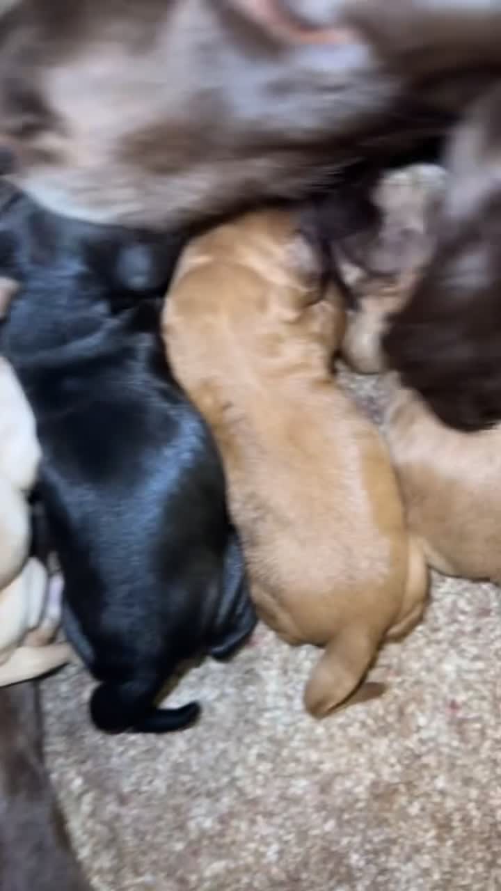 Cockapoo dogs for sale: 7 mini cockapoo puppies looking for there new home in Bradford - Video 1
