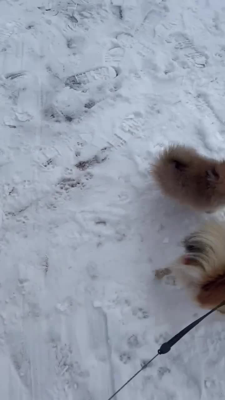 Pomeranian dogs for sale: Pomeranian puppies - Video 4