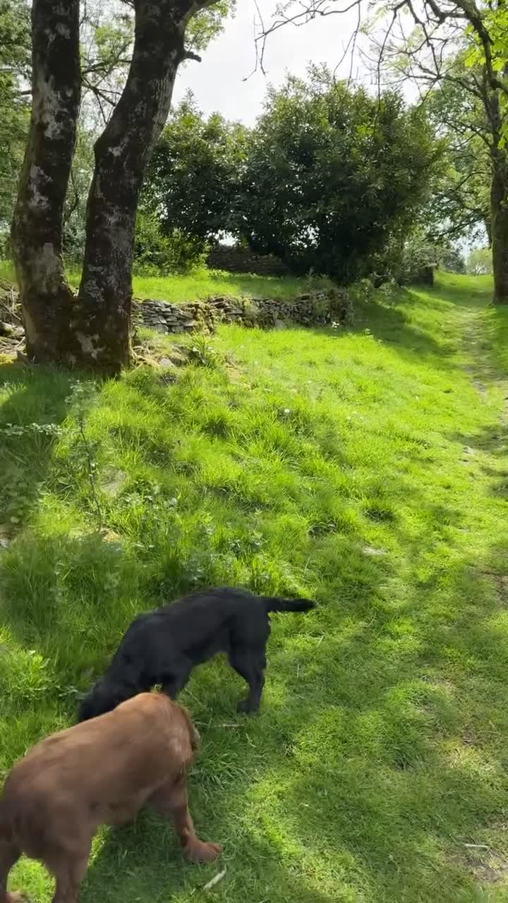 Cocker Spaniel dogs for sale: Working Cocker Spaniel  - Video 2