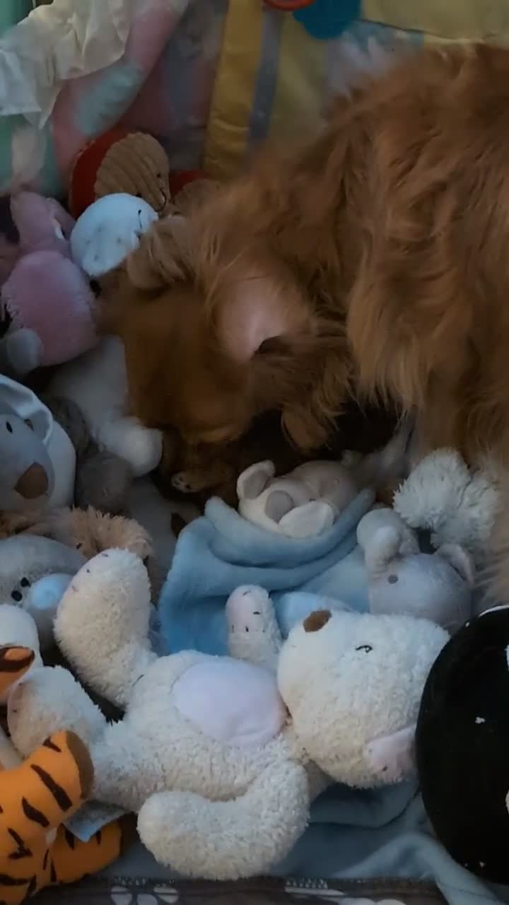 Cavapoo dogs for sale: F1B Deep Fox Red High Quality DNA Clear Puppies  - Video 4
