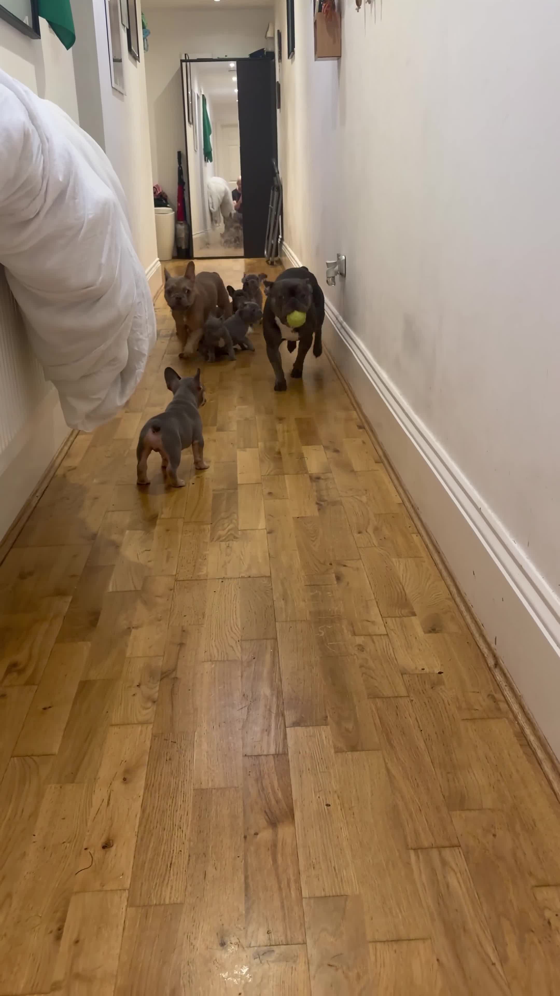 French Bulldog dogs for sale: French Bulldog puppies ready to steal hearts - Video 2