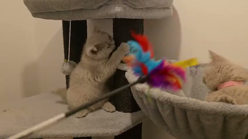 British Shorthair cats for sale: Gorgeous British Shorthair Kittens TICA Registered - Video 1