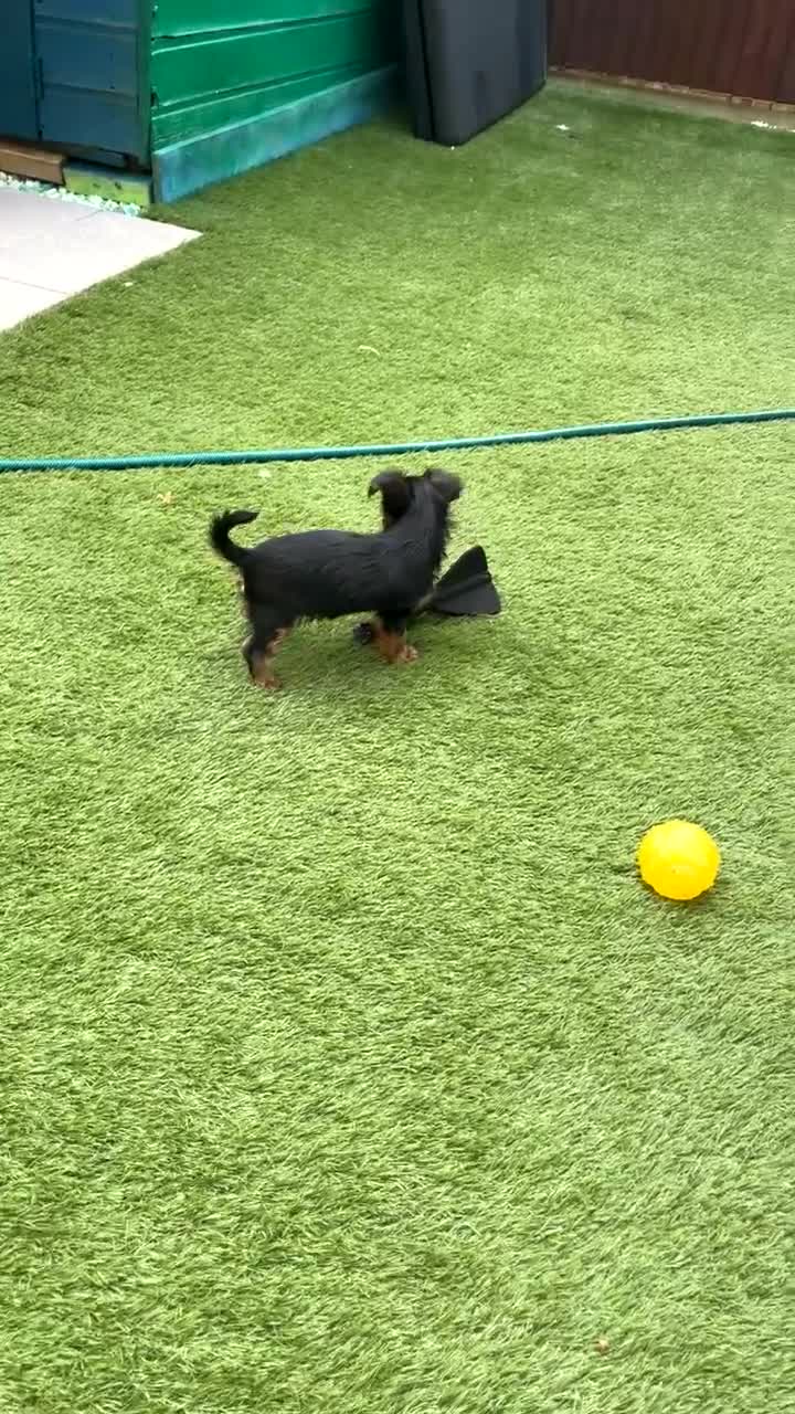 Yorkshire Terrier dogs for sale: Mini yorkshire terrier boy   - Video 1
