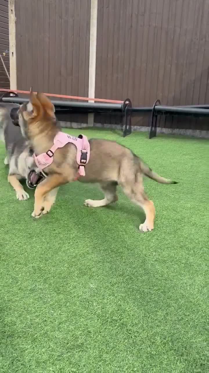 German Shepherd dogs for sale: 5Star⭐️Original Straight-Back German Shepherds  - Video 2