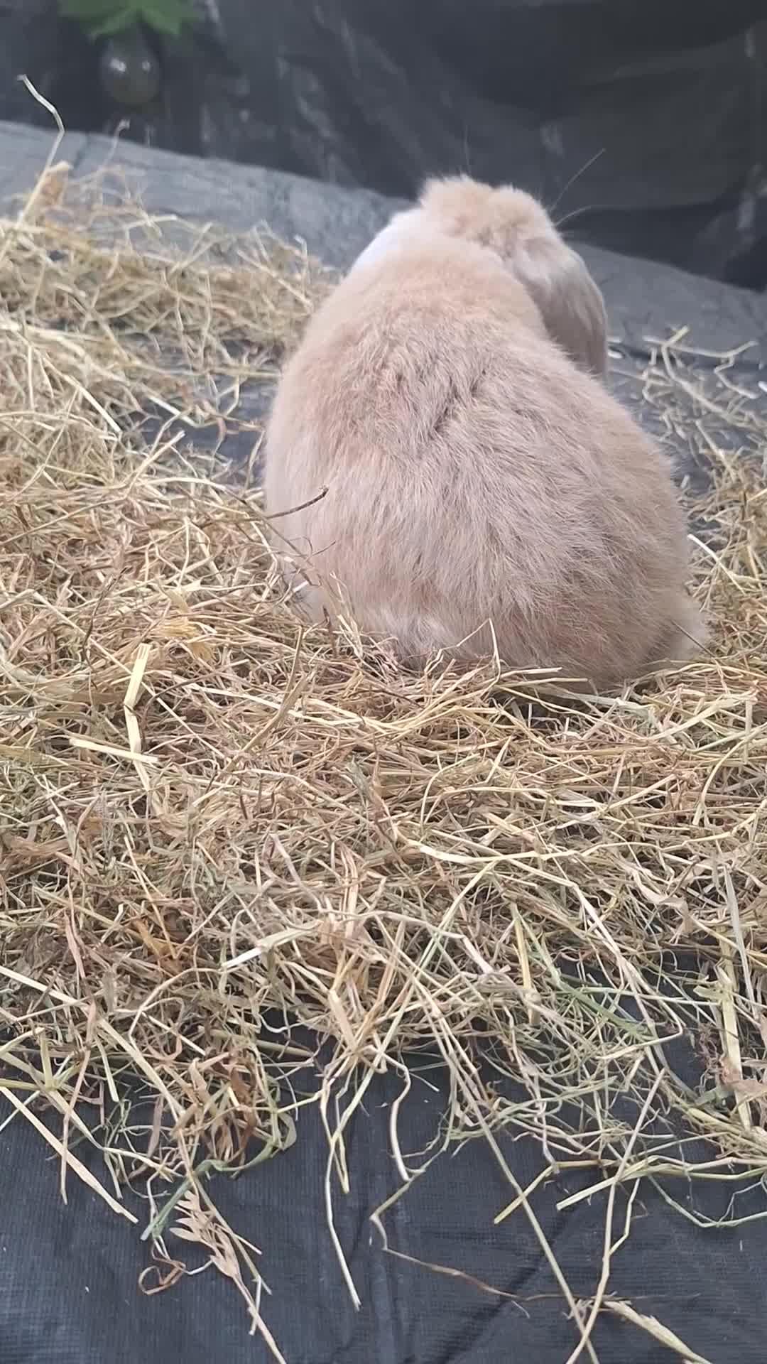 Mini Lop rabbits for sale: Beautiful purebred mini lop eared kits  - Video 5