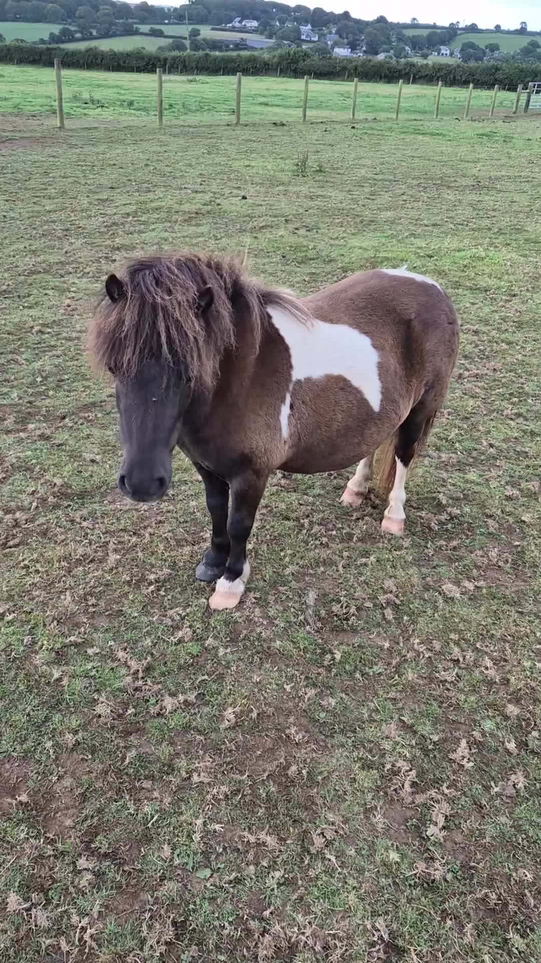 Shetland pony horses for sale: Miniature Shetland Mares in Launceston - Video 2
