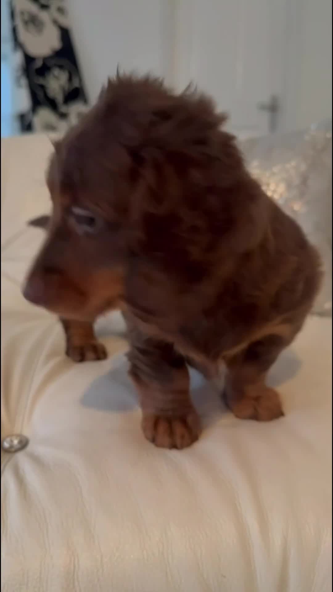 Miniature Dachshund dogs for sale: 1 female miniature long haired dachshund PRA clear - Video 1