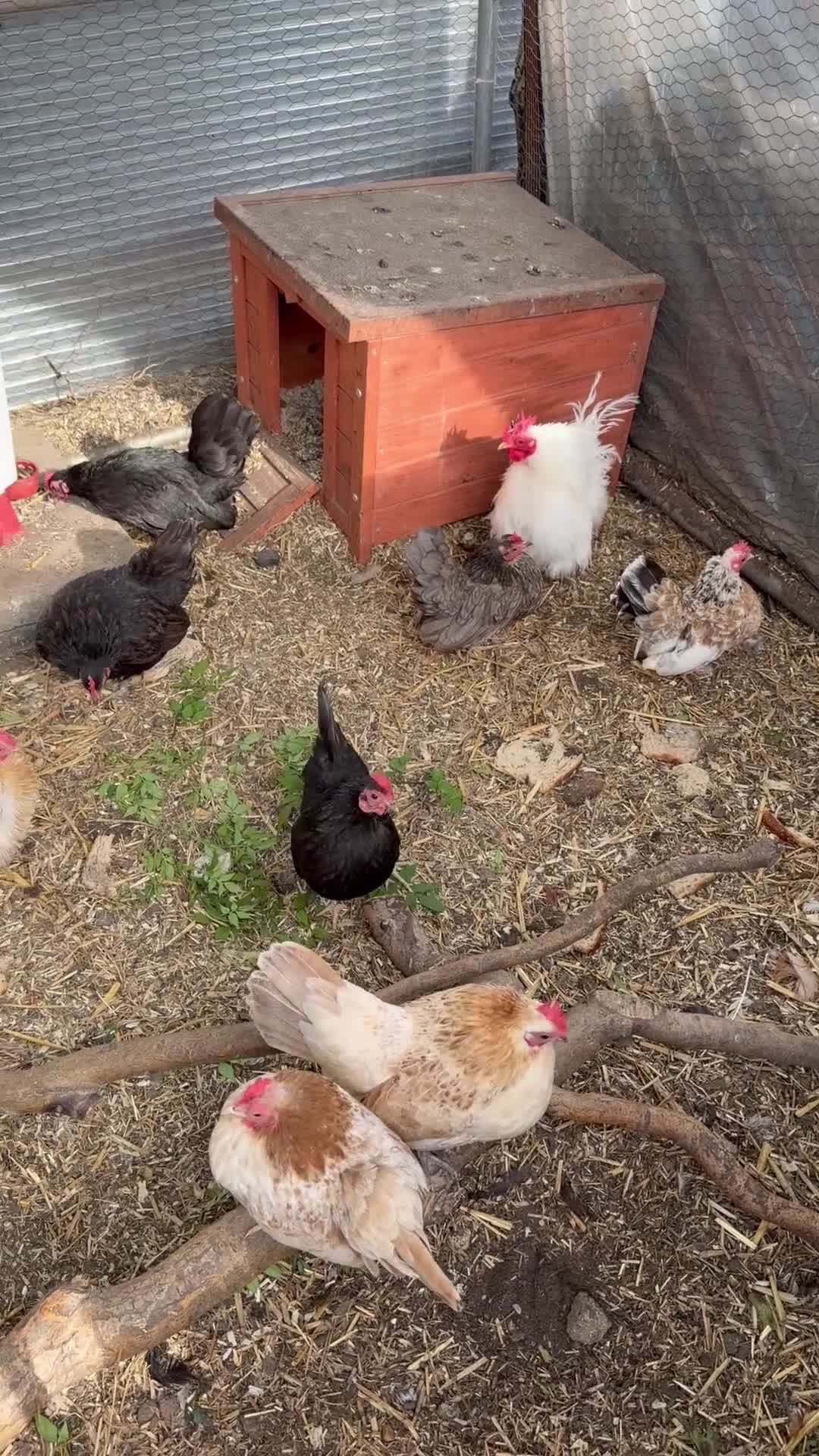 Chickens poultry for sale: Hatching Eggs: Duck, Serama, Bantam & LF Hybrids- - Video 1
