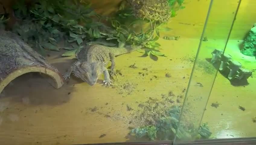 Bearded Dragon reptiles for sale: 4-Year-Old Bearded Dragon + 4ft Vivarium & Setup in Crowborough - Video 1