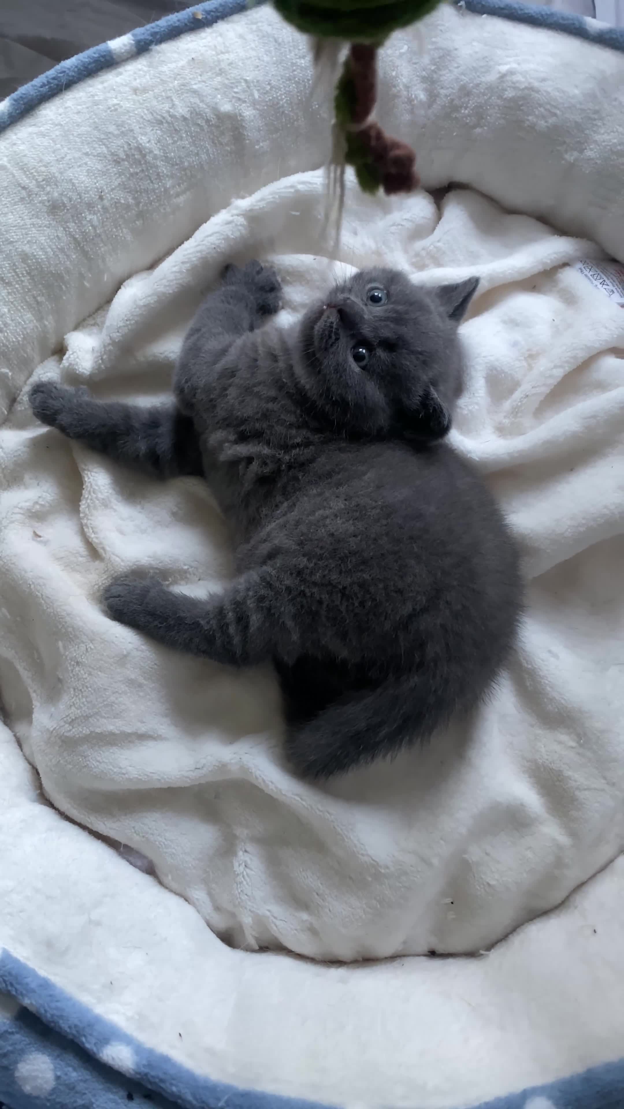 British Shorthair cats for sale: Beautiful British Shorthair Kittens  - Video 2