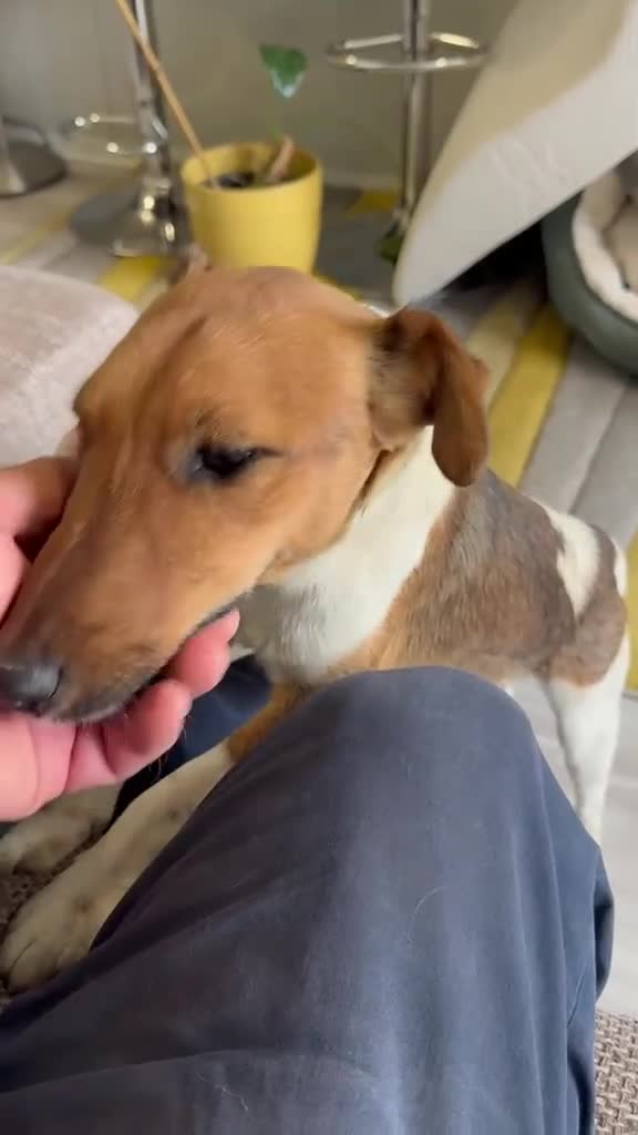 Fox Terrier dogs for adoption: Sweet William needs LOVE - Video 2
