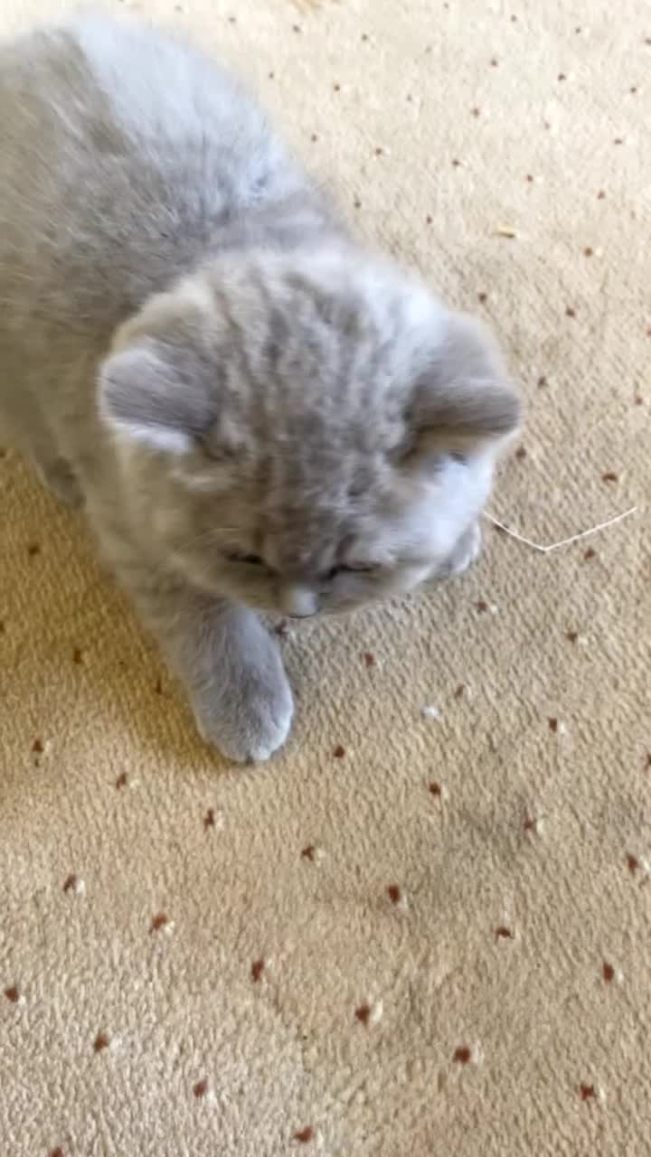 British Shorthair cats for sale: British Shorthair Kittens - Video 3