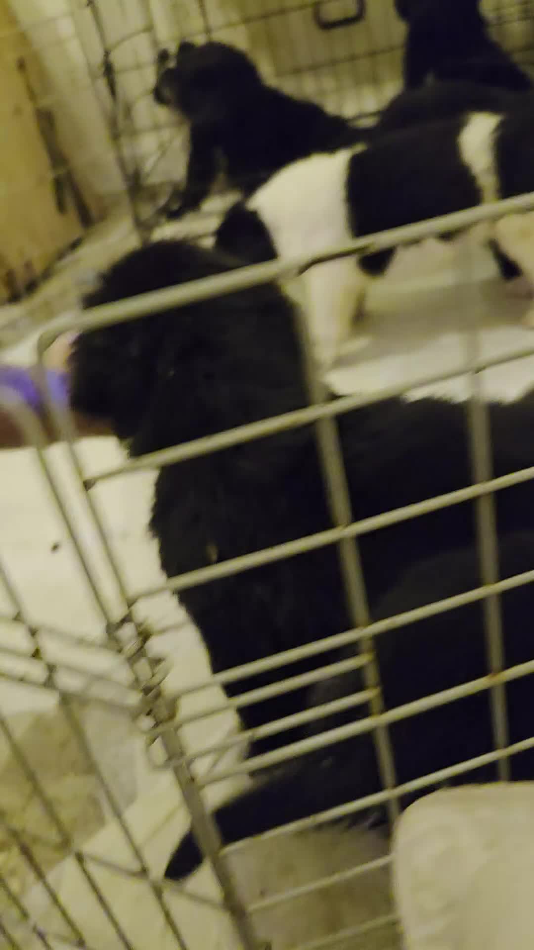 Mixed Breed dogs for sale: Gorgeous St Bernewfie Puppies  - Video 1