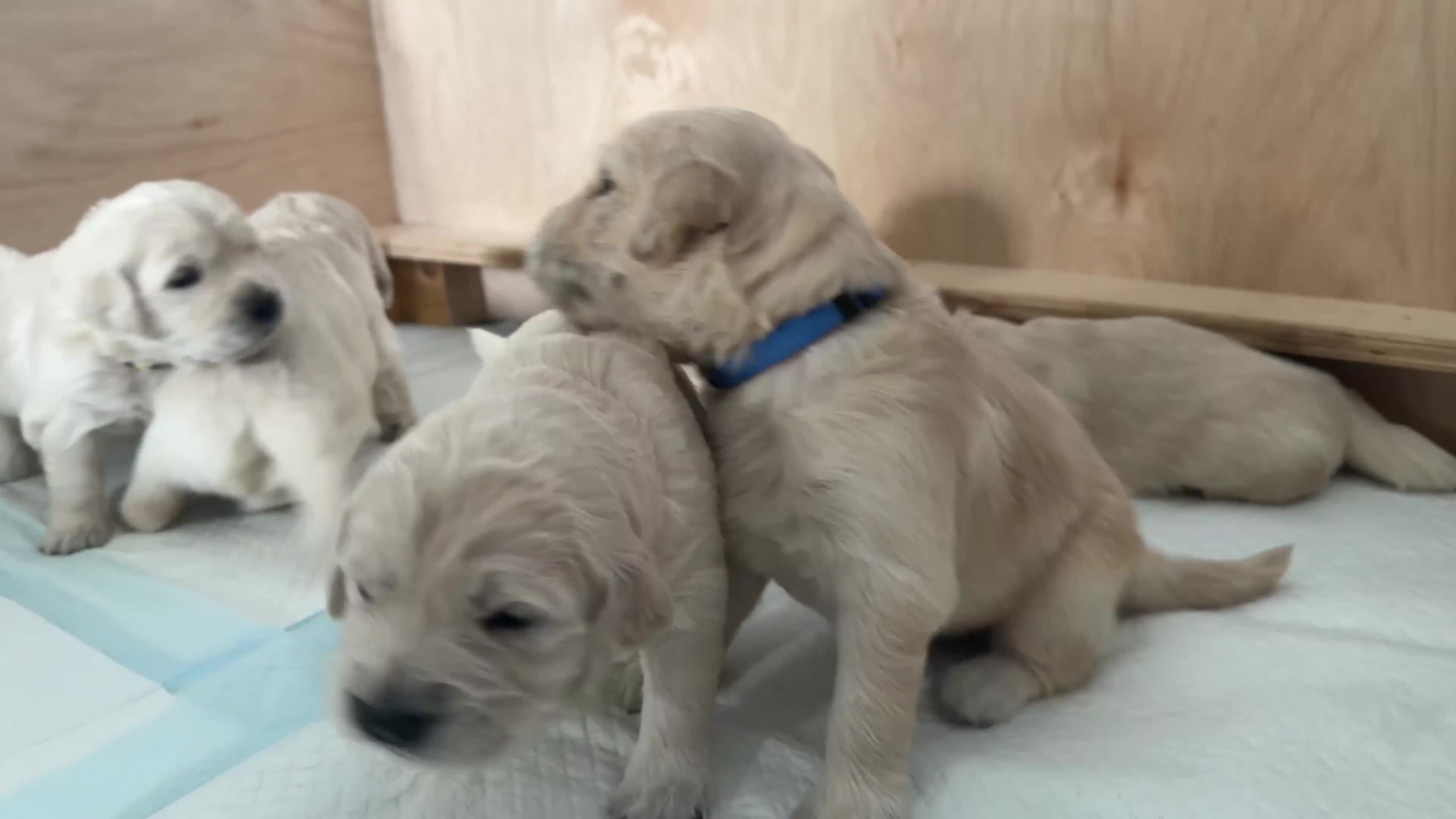 Golden Retriever dogs for sale: Golden Retriever Puppies  - Video 1
