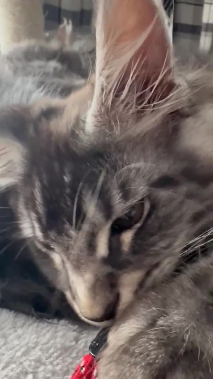 Maine Coon cats for sale: GCCF & TICA Reg Affectionate Maine Coon kittens - Video 1