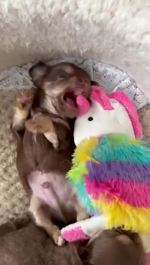 Chihuahua dogs for sale: Gorgeous chocolate Russian lines boy - Video 1